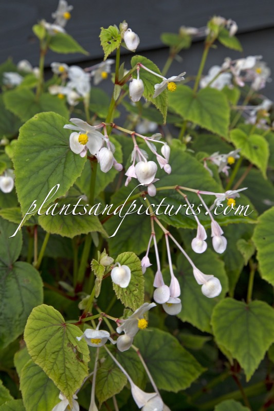 Begonia grandis ‘Snowpop’