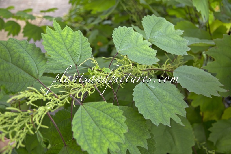 Boehmeria japonica