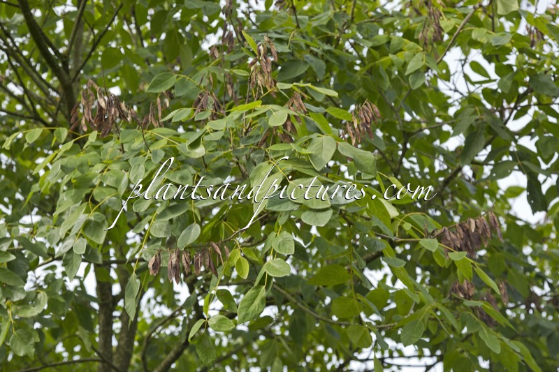 Maackia amurensis