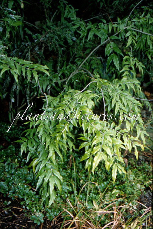 Buckleya lanceolata