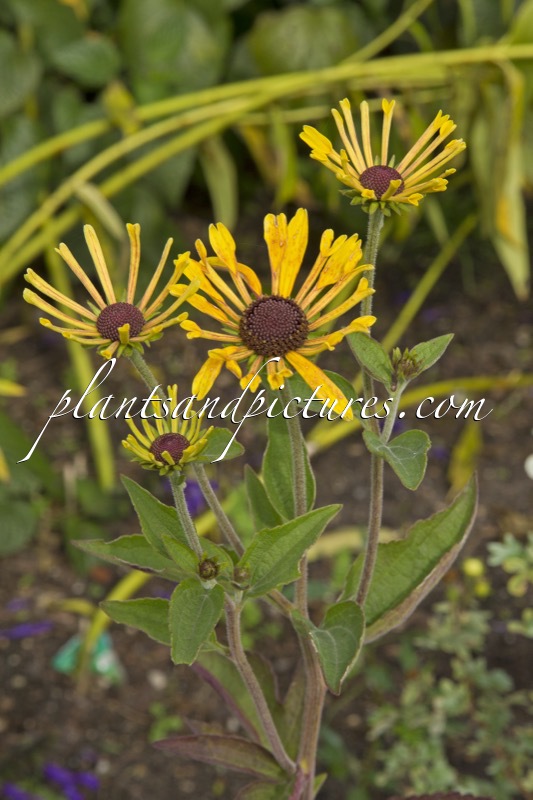 Rudbeckia subtomentosa ‘Little Henry’