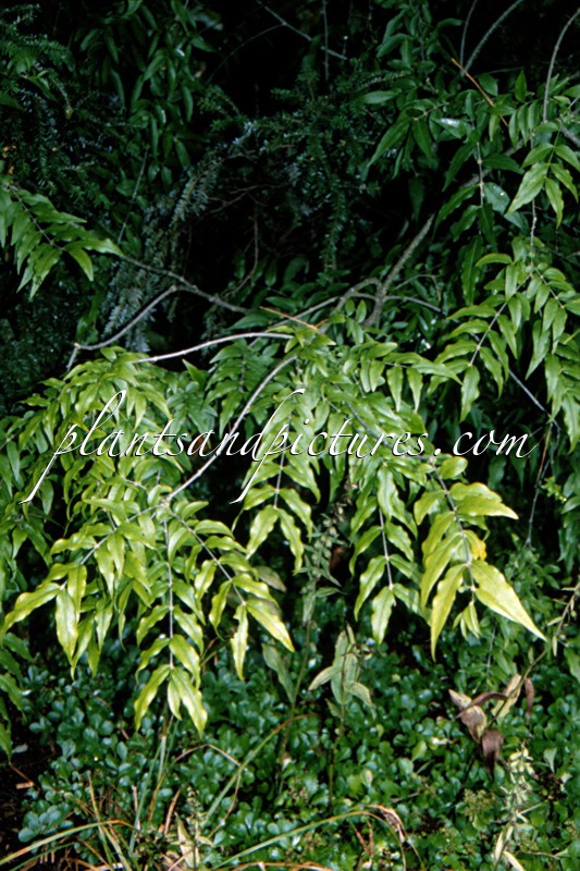 Buckleya lanceolata