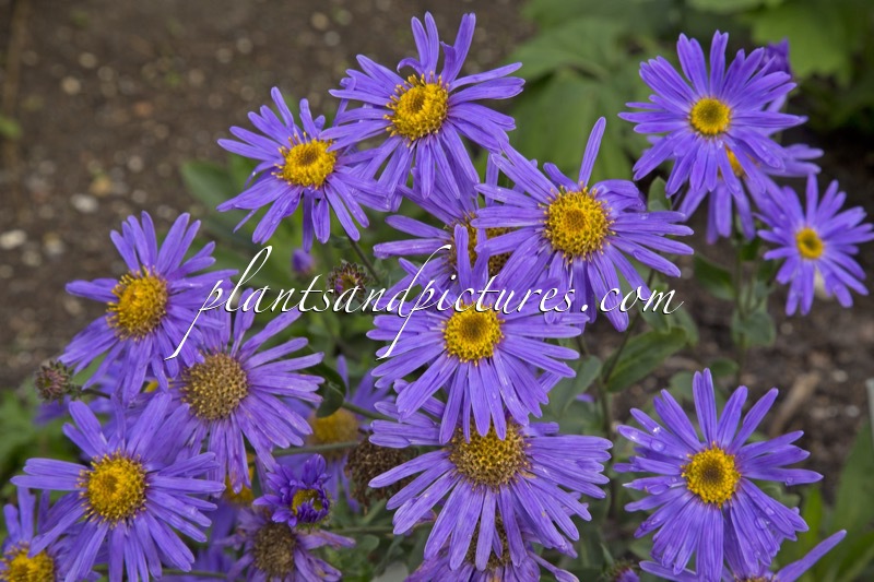 Aster amellus ‘Gründer’