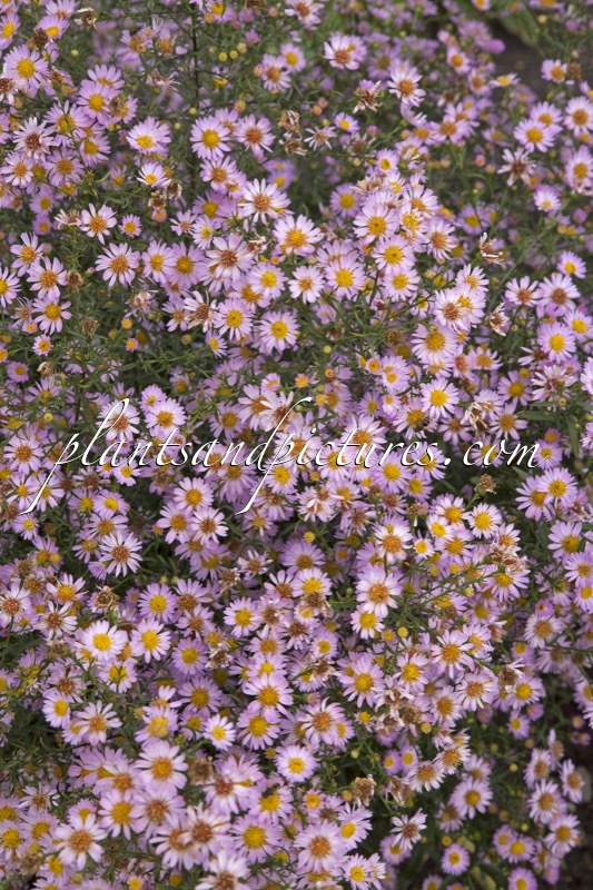 Aster ‘Juliette’