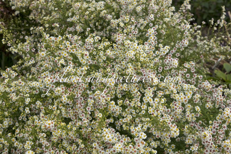 Aster ericoides ‘Ulrike’