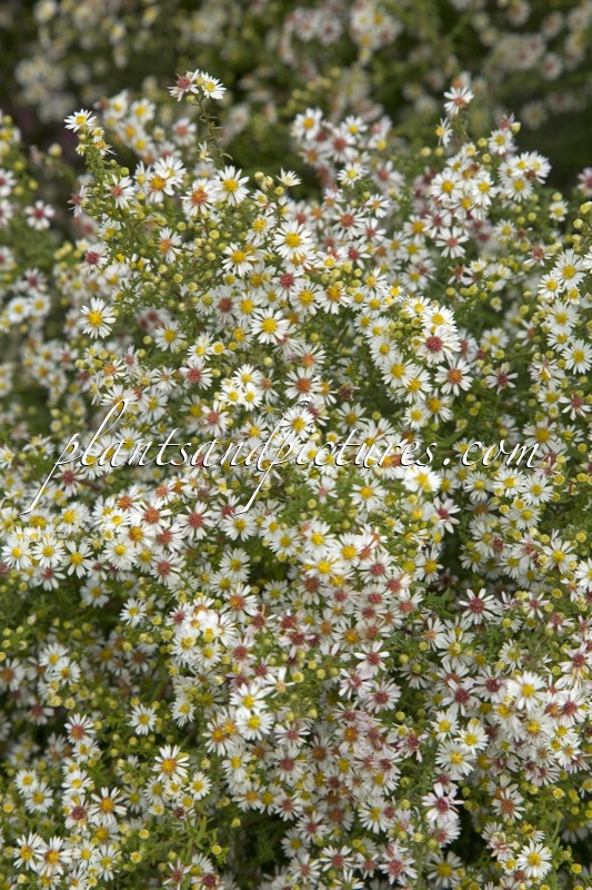 Aster ericoides ‘Ulrike’