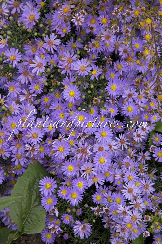 Aster ‘Blue Butterfly’