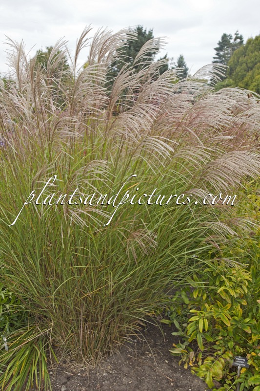 Miscanthus sinensis ‘Beth Chatto’