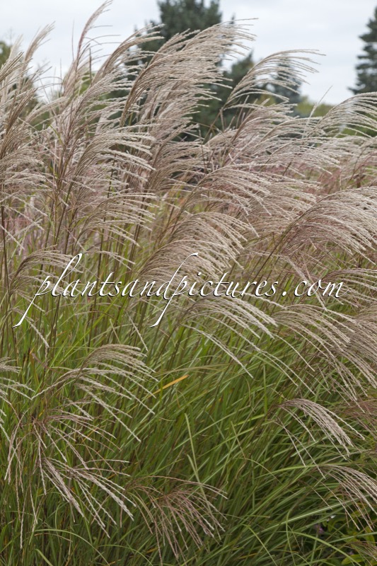 Miscanthus sinensis ‘Beth Chatto’