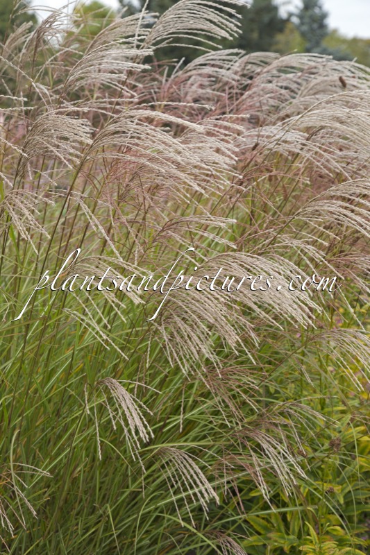 Miscanthus sinensis ‘Beth Chatto’