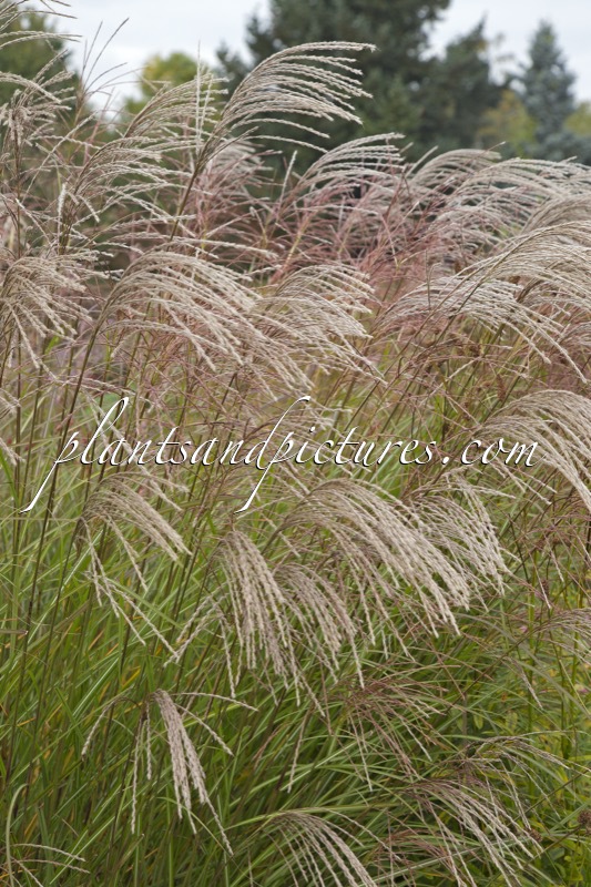 Miscanthus sinensis ‘Beth Chatto’