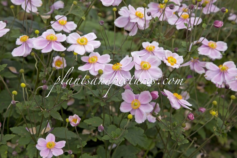 Anemone hybrida ‘Loreley’