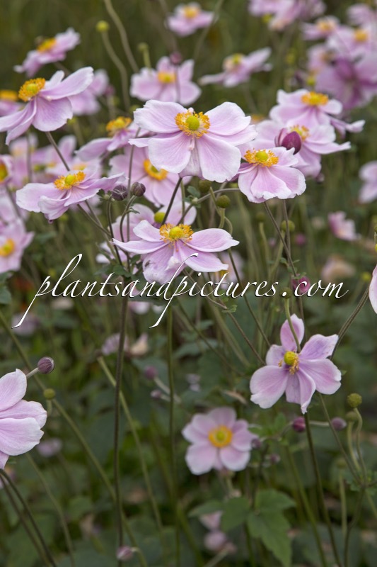Anemone hybrida ‘Loreley’