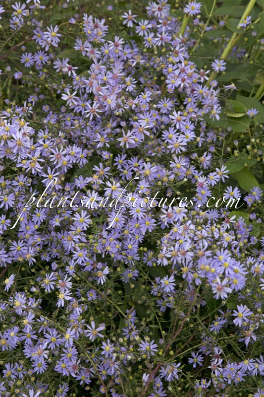 Aster cordifolius ‘Photograph’