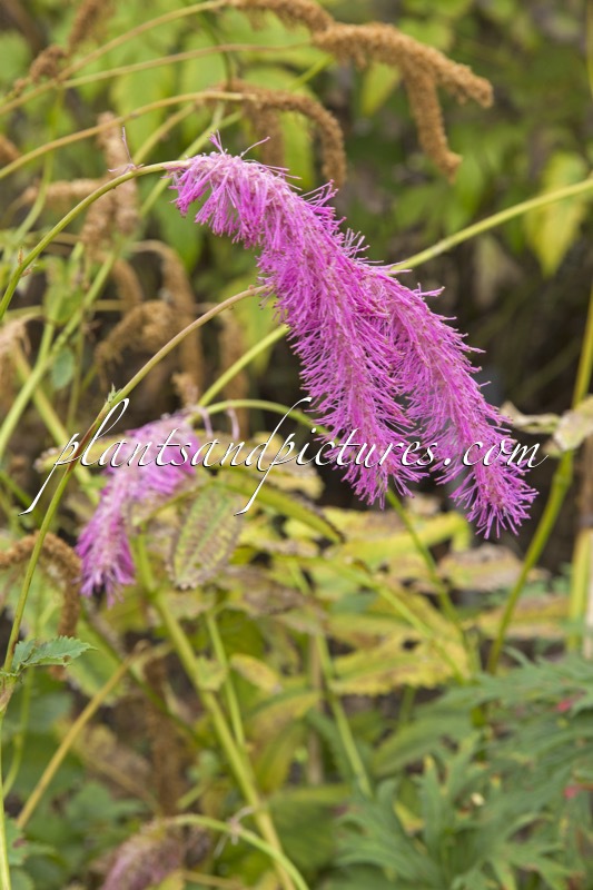 Sanguisorba hakusanensis ‘Lilac Squirrel’
