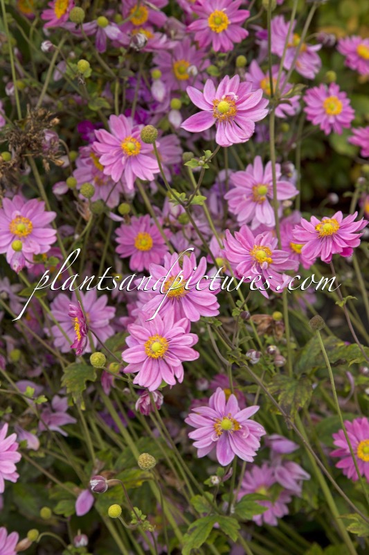 Anemone hybrida ‘Aunt June’