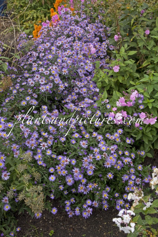 Aster ‘Nicolas’