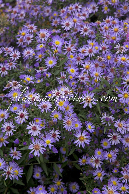 Aster ‘Nicolas’