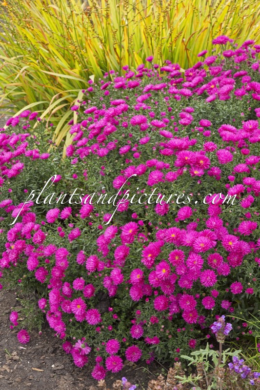 Aster ‘Neron’
