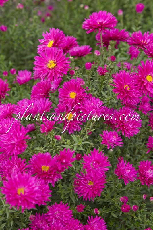 Aster ‘Neron’