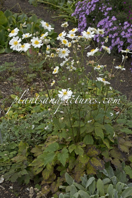 Anemone hybrida ‘Alba Semi-duplex’