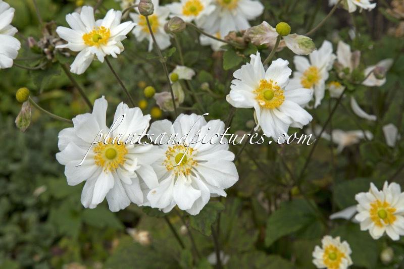 Anemone hybrida ‘Alba Semi-duplex’