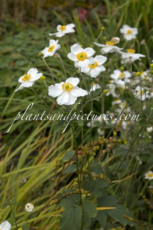 Anemone hybrida ‘Géante Blanche’