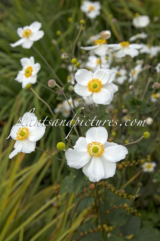 Anemone hybrida ‘Géante Blanche’