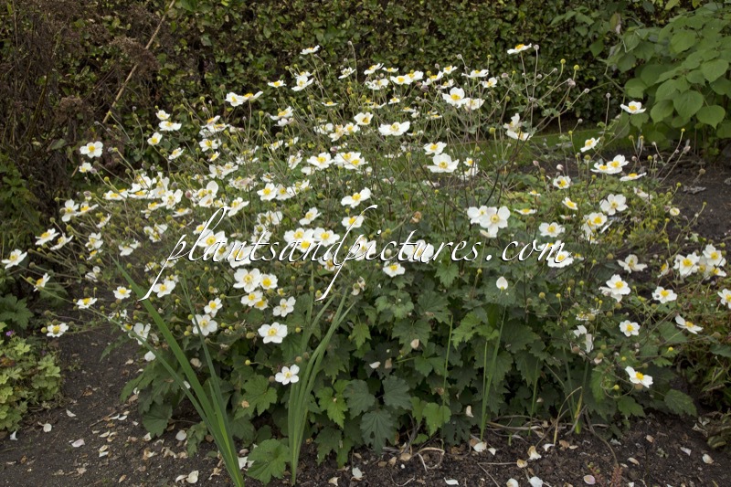 Anemone japonica var. alba
