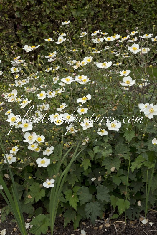 Anemone japonica var. alba