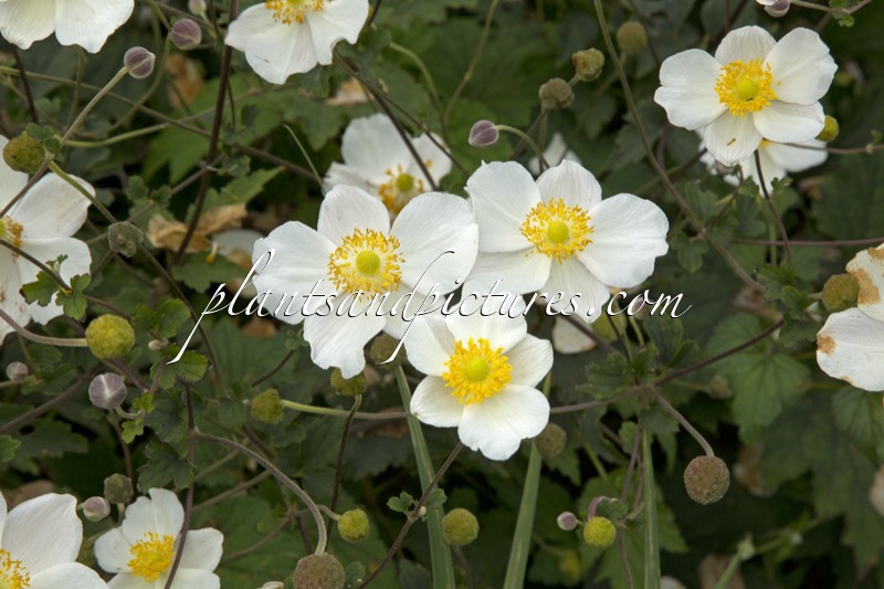 Anemone japonica var. alba
