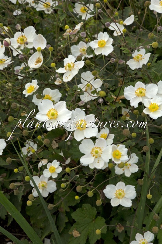 Anemone japonica var. alba