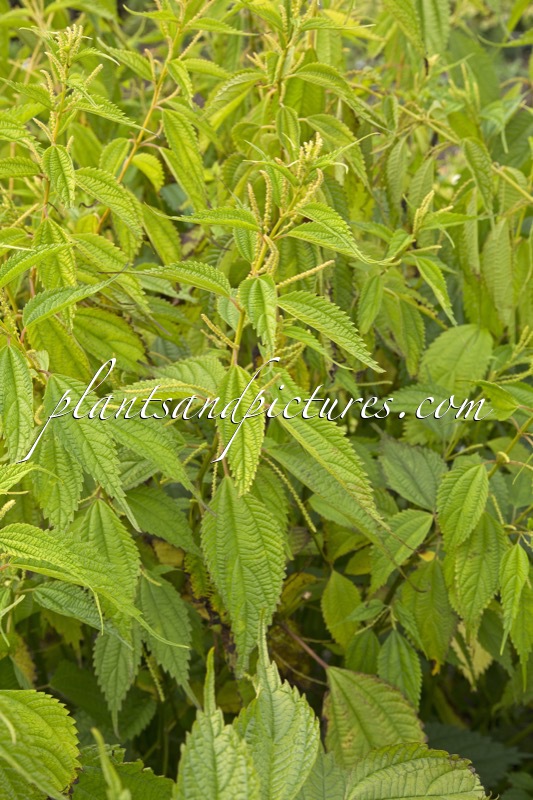 Boehmeria sieboldiana