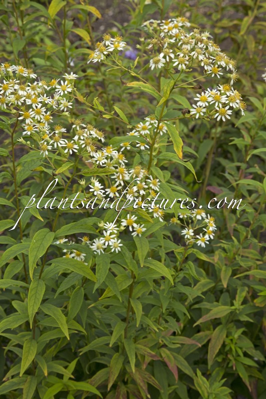 Aster umbellatus