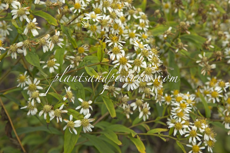 Aster umbellatus