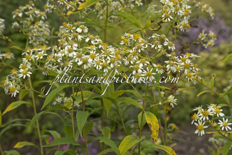 Aster umbellatus