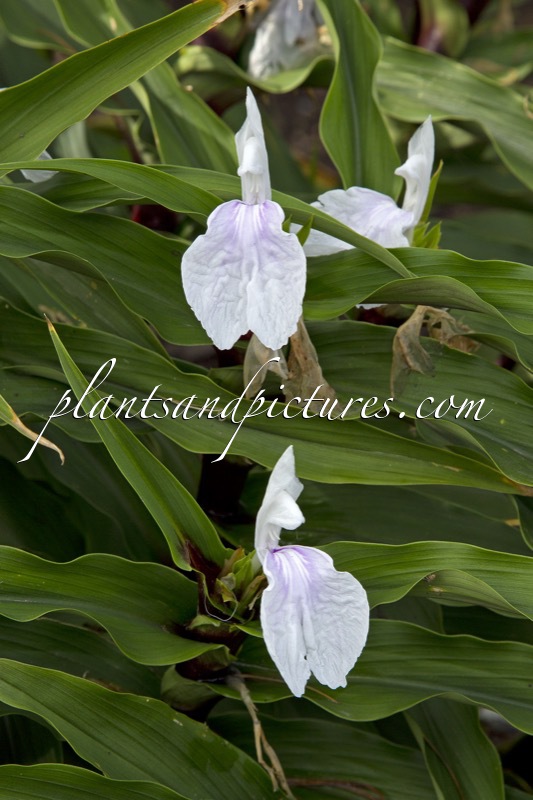 Roscoea purpurea ‘Vannin’