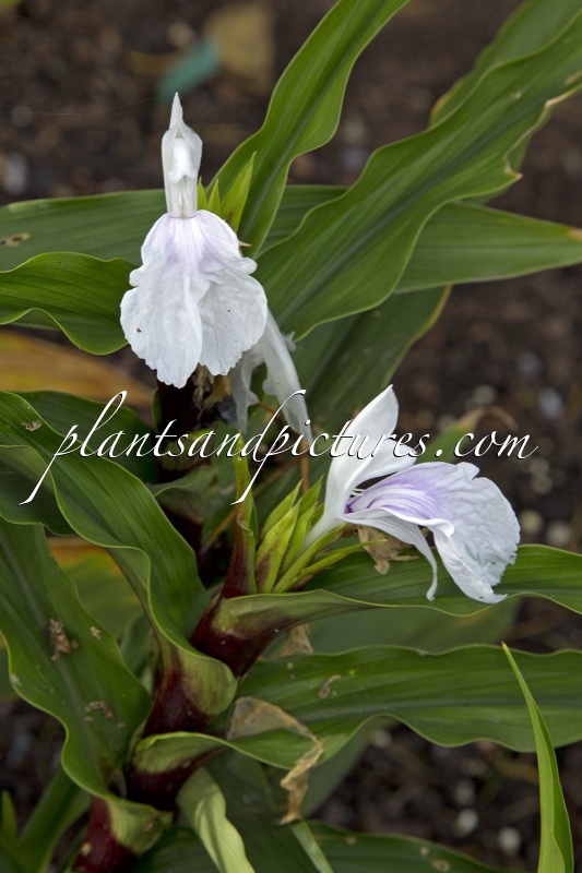 Roscoea purpurea ‘Vannin’