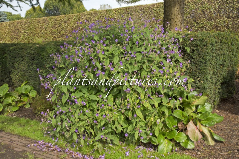Strobilanthes penstemonoides