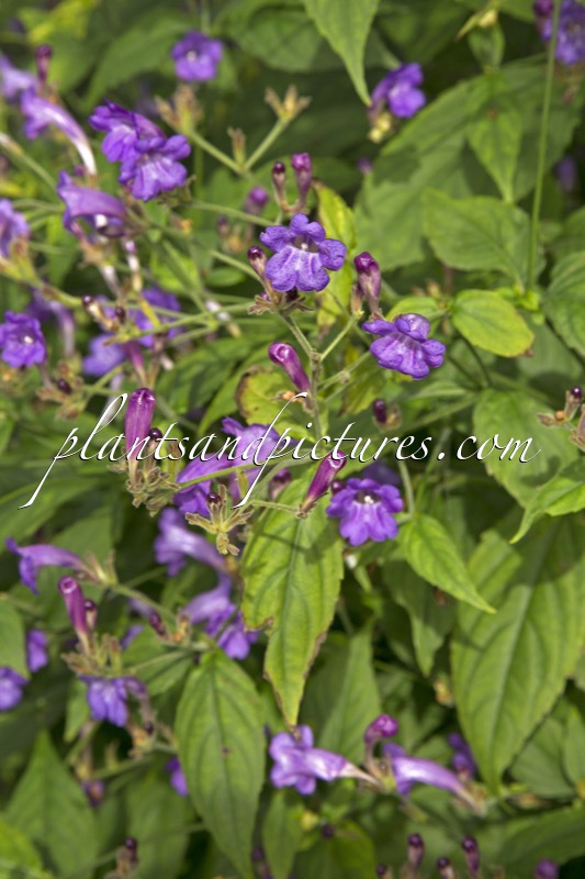 Strobilanthes penstemonoides