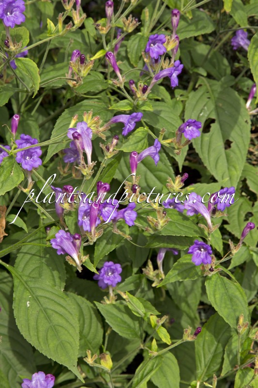 Strobilanthes penstemonoides