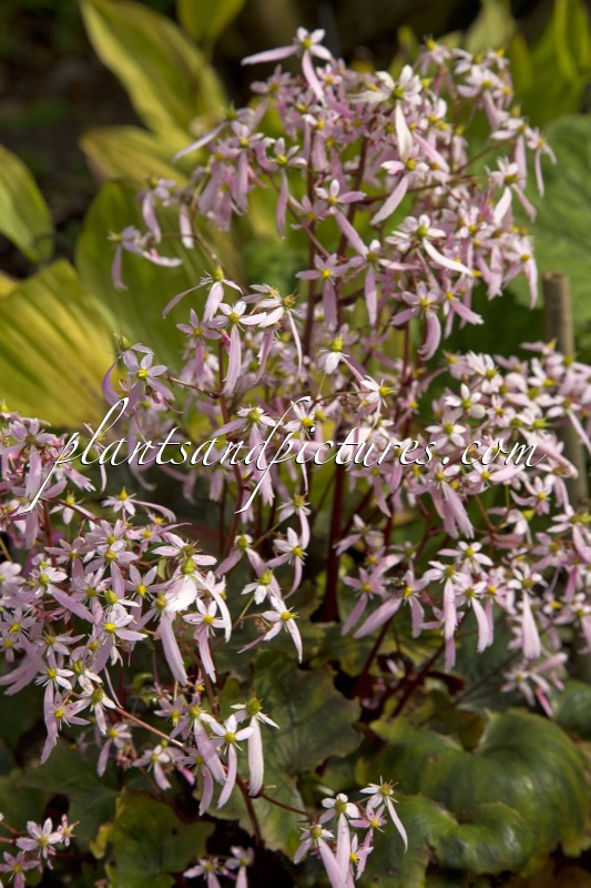 Saxifraga ‘Yunagi’