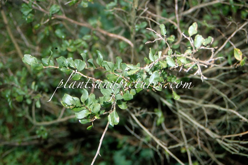 Atraphaxis frutescens