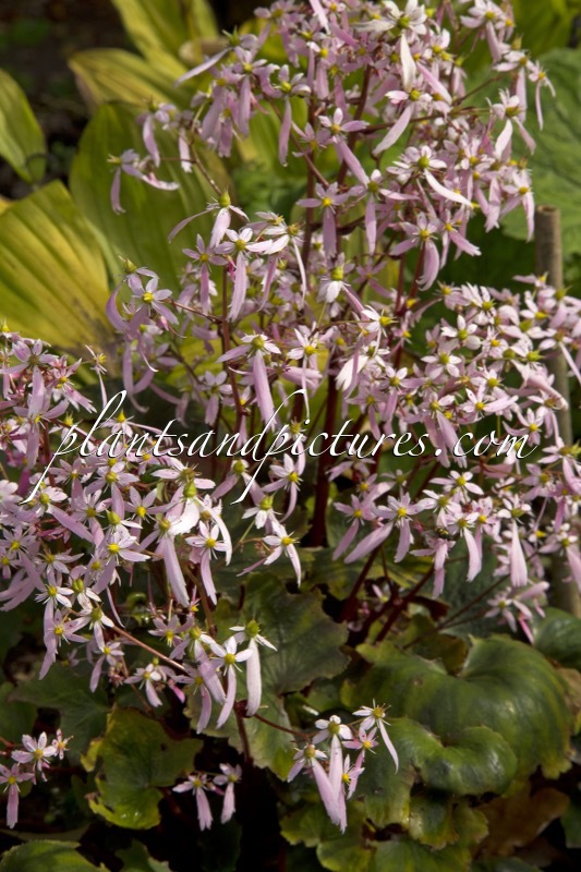 Saxifraga ‘Yunagi’
