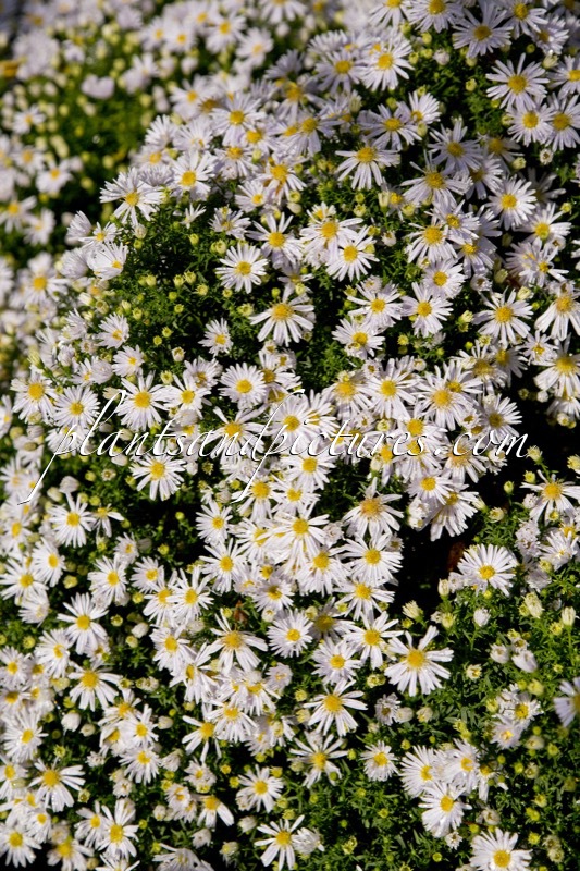 Aster ‘Apollo’