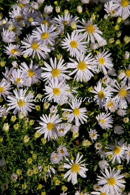 Aster ‘Apollo’