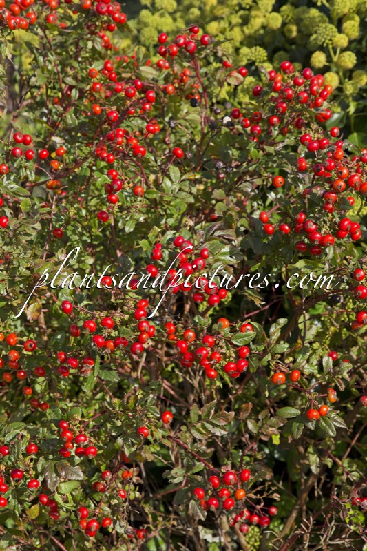 Rosa ‘Kolmade’ (MAGICAL DELIGHT)