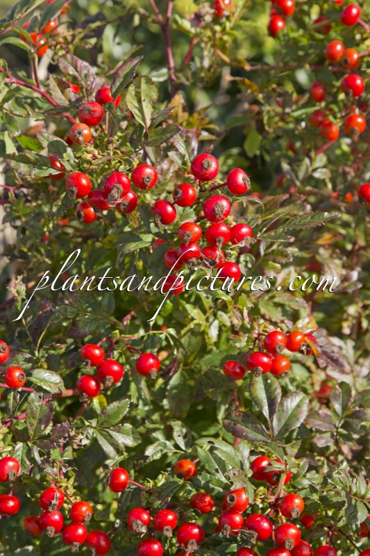 Rosa ‘Kolmade’ (MAGICAL DELIGHT)