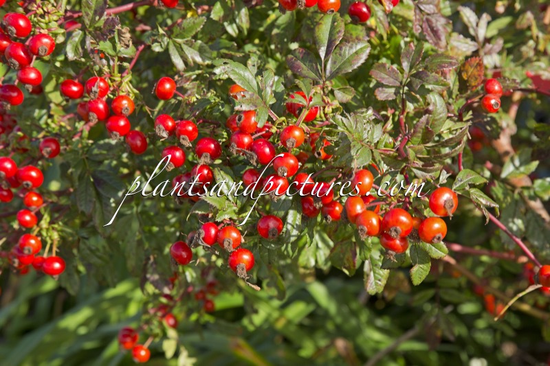 Rosa ‘Kolmade’ (MAGICAL DELIGHT)