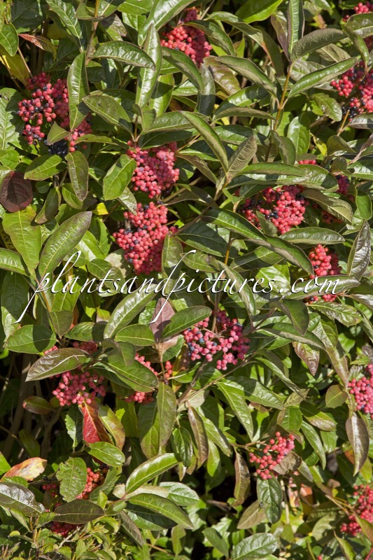 Viburnum nudum